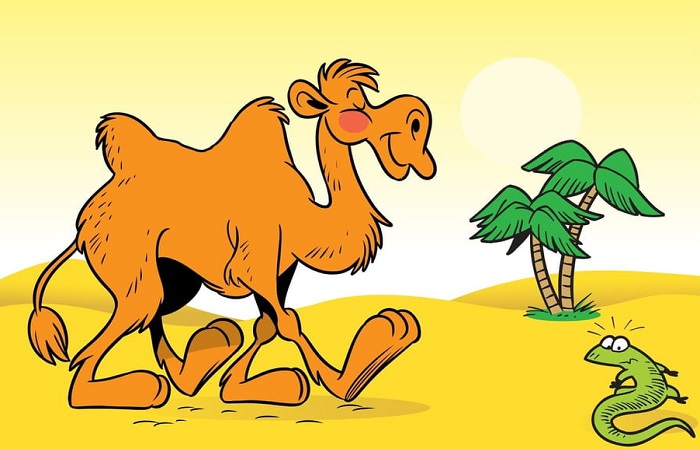 Анекдоты про верблюда